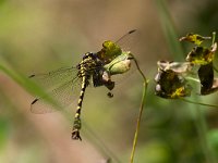 maudoc.com • Gonfo forcipato - Onychogomphus forcipatus •  Onychogomphus forcipatus.jpg : Libellula